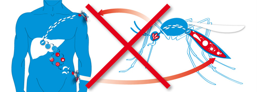 stop_malariacyclus_small